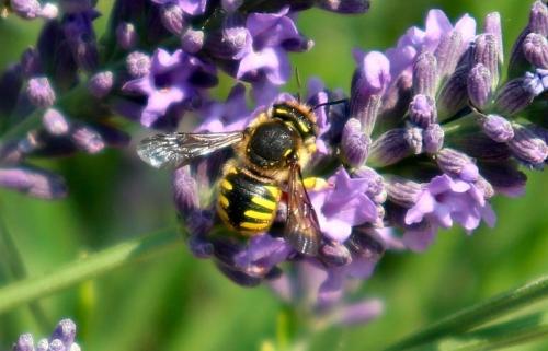 Anthidium manicatum